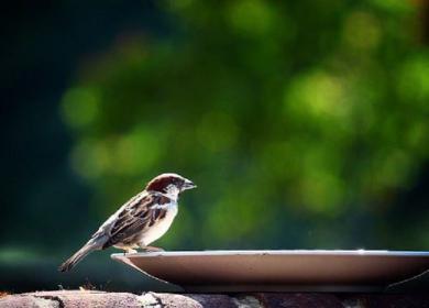 Ealing Wildlife Group